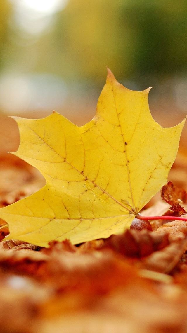 640x1136 Single Yellow Leaf - circle iPhone Wallpaper