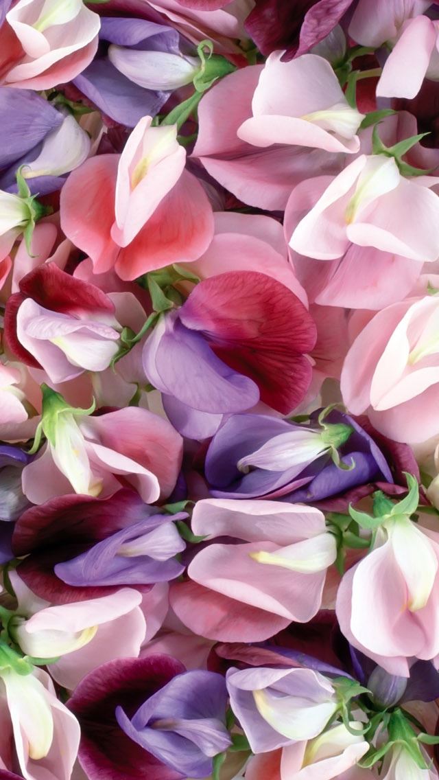 640x1136 Purple And Pink Flowers - petal iPhone Wallpaper