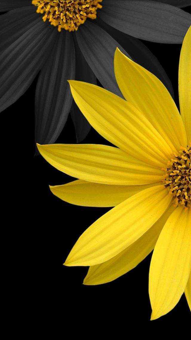 640x1136 Simple Flower - simple iPhone Wallpaper
