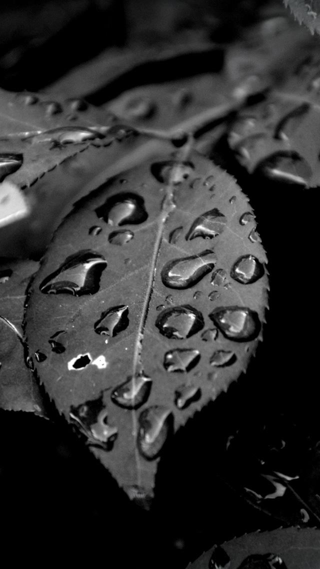640x1136 Morning Dew - droplet iPhone Wallpaper