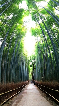 Bamboo forest wallpaper