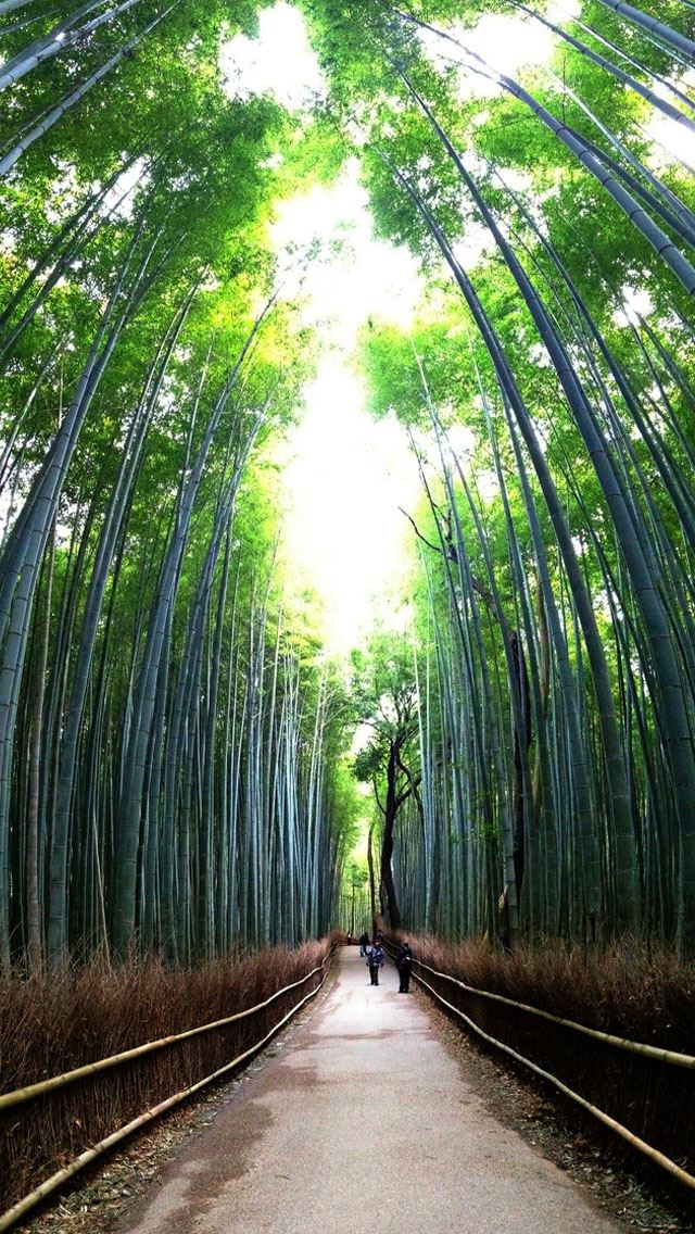 640x1136 Bamboo forest - bamboo iPhone Wallpaper