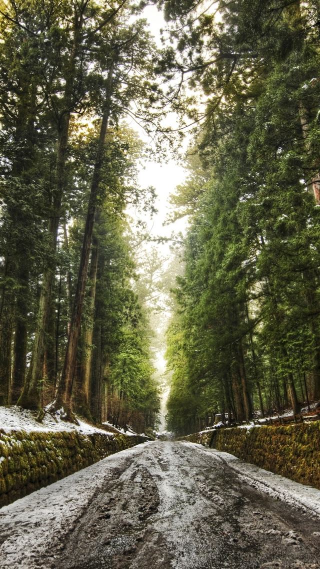 640x1136 Old Forest Alley - leaf iPhone Wallpaper