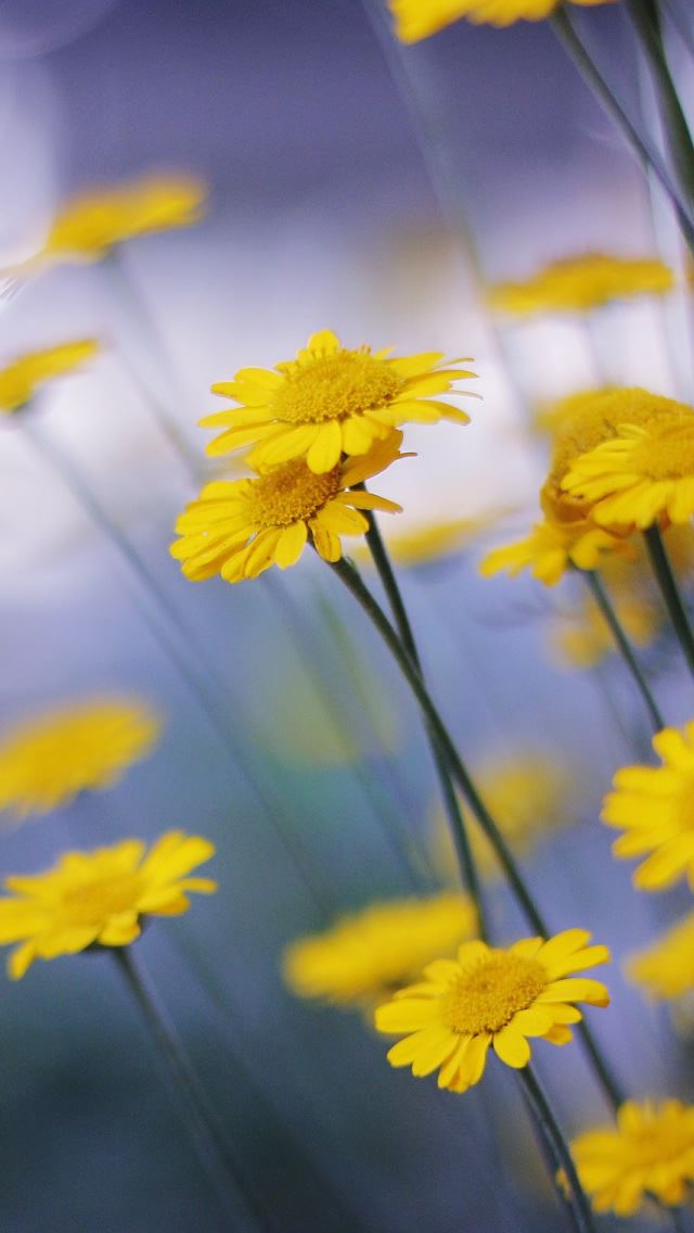 640x1136 Camomille Flowers - stem iPhone Wallpaper