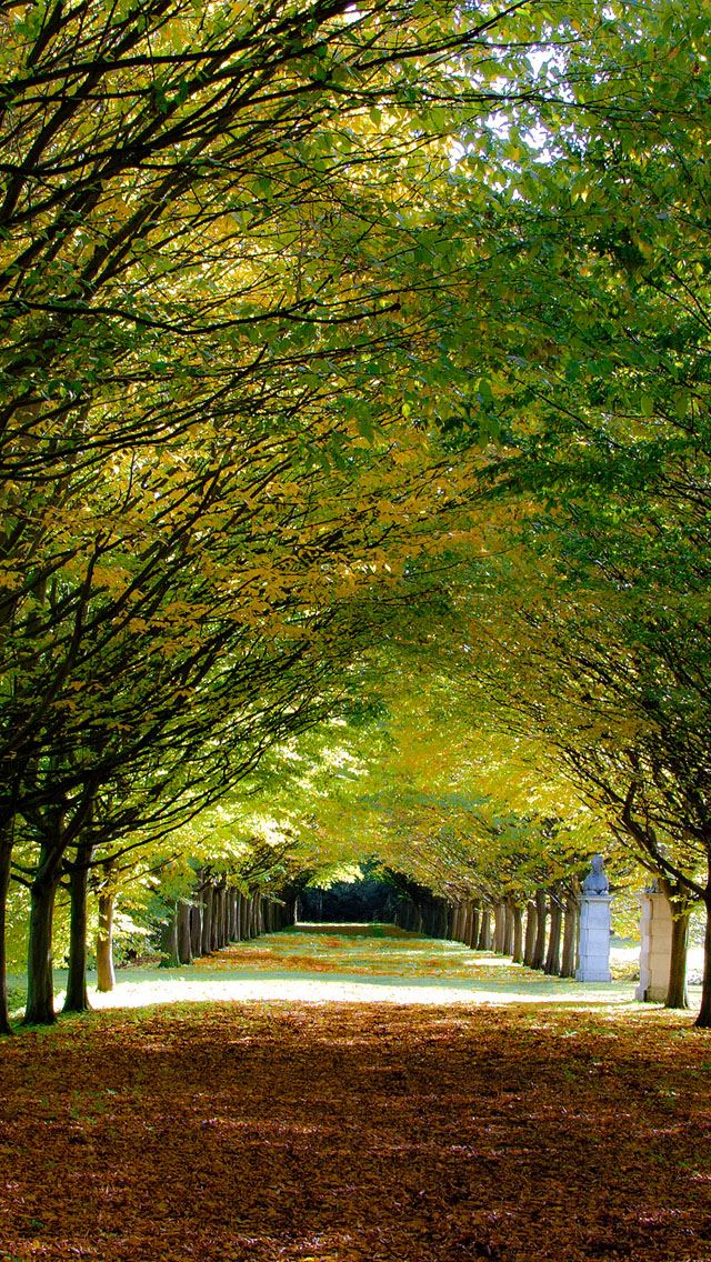 640x1136 Cambridgeshire - defoliation iPhone Wallpaper