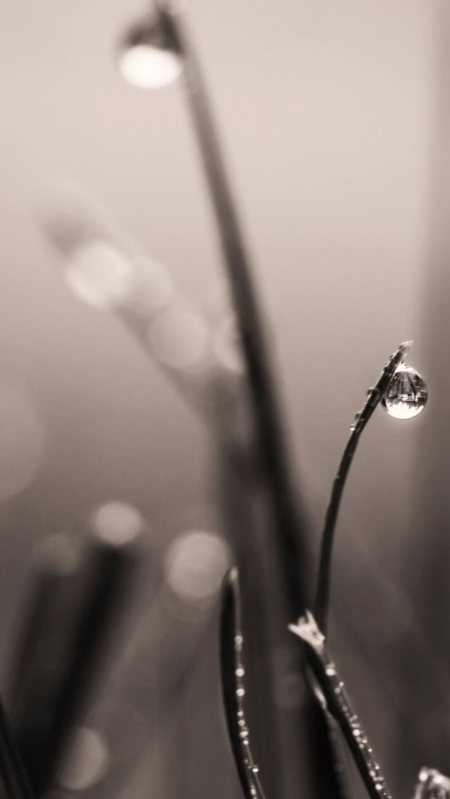 640x1136 Grass Drops Macro - circle iPhone Wallpaper