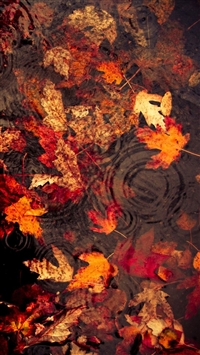 Leaves Floating On The Lake wallpaper