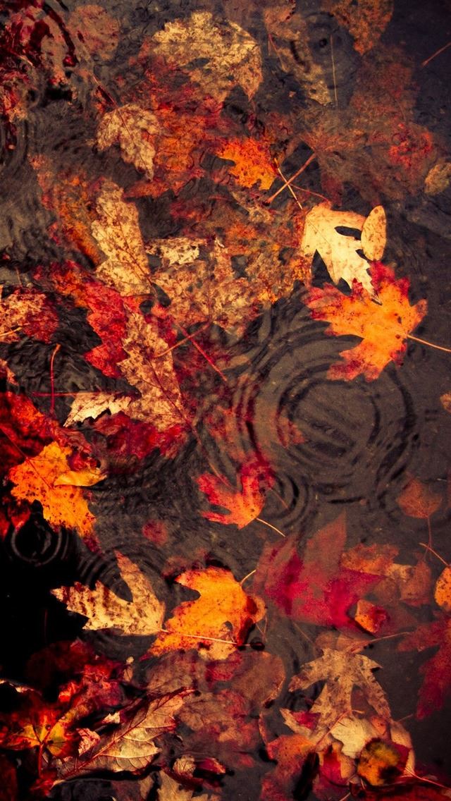 640x1136 Leaves Floating On The Lake - lake iPhone Wallpaper