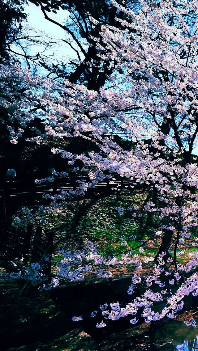 640x1136 Cherry Blossom Trees - blossom iPhone Wallpaper