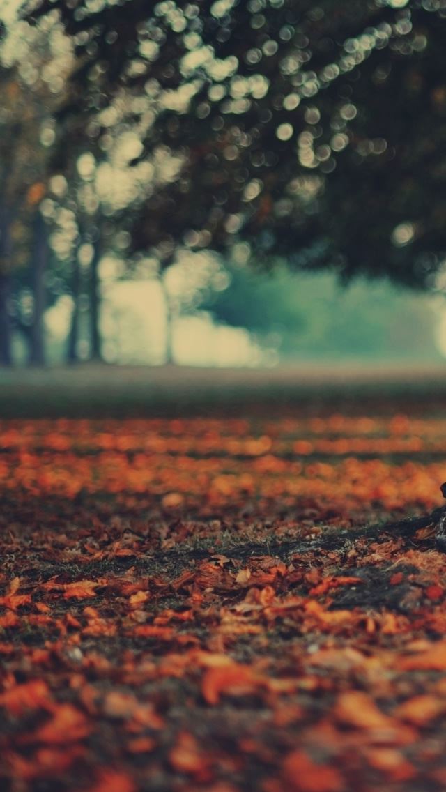 640x1136 Tree Trunk - branch iPhone Wallpaper