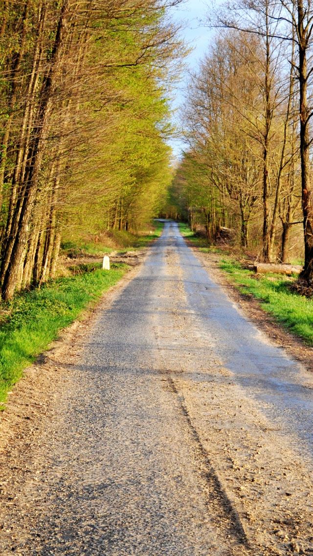 640x1136 Forest - road iPhone Wallpaper