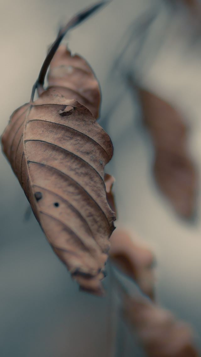 640x1136 Dried Leaf Macro - branch iPhone Wallpaper