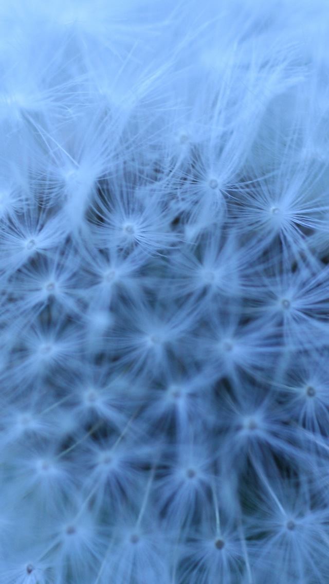 640x1136 Fluffy Head Blue - head iPhone Wallpaper