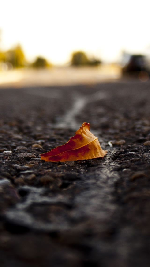 640x1136 Lone Leaf - sunshine iPhone Wallpaper