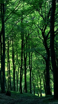 Green Forest Tree wallpaper