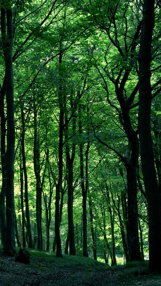 640x1136 Green Forest Tree - sunshine iPhone Wallpaper