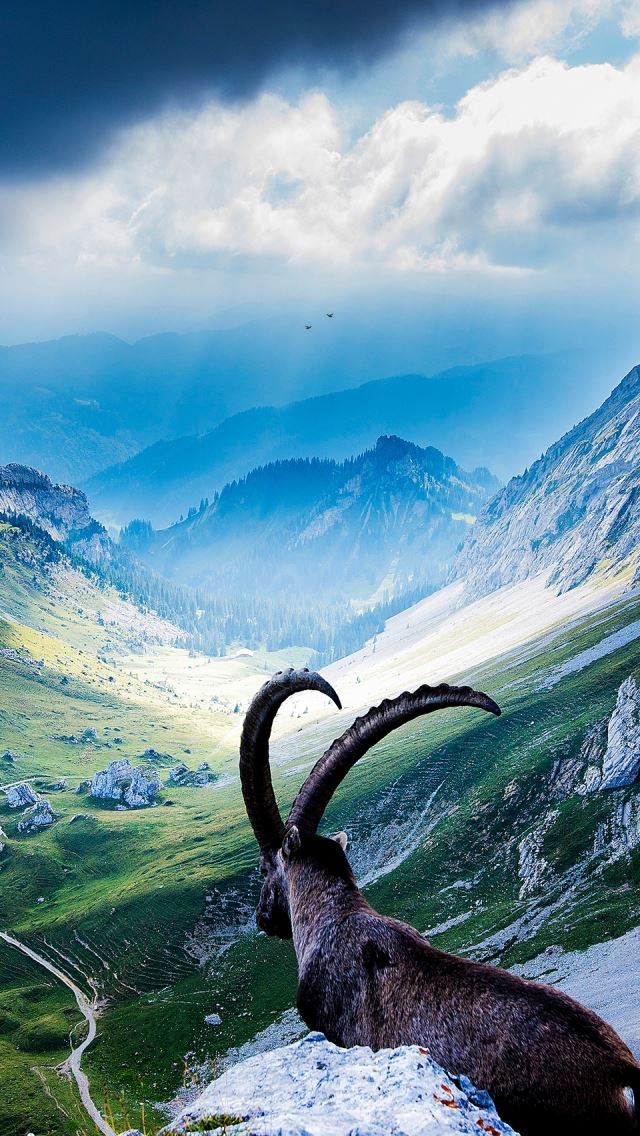 640x1136 Goat At Mount Pilatus -  iPhone Wallpaper