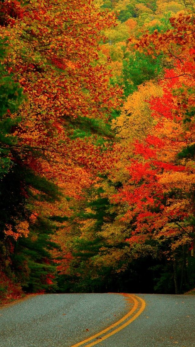 640x1136 Start Of Autumn - road iPhone Wallpaper