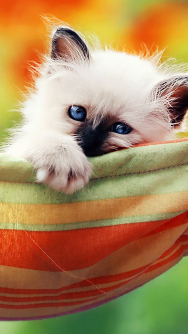 640x1136 Kitten In A Hammock -  iPhone Wallpaper