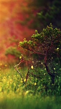 Mystical sunshine nature wallpaper