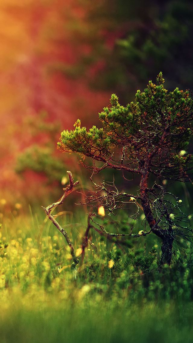 640x1136 Mystical sunshine nature -  iPhone Wallpaper
