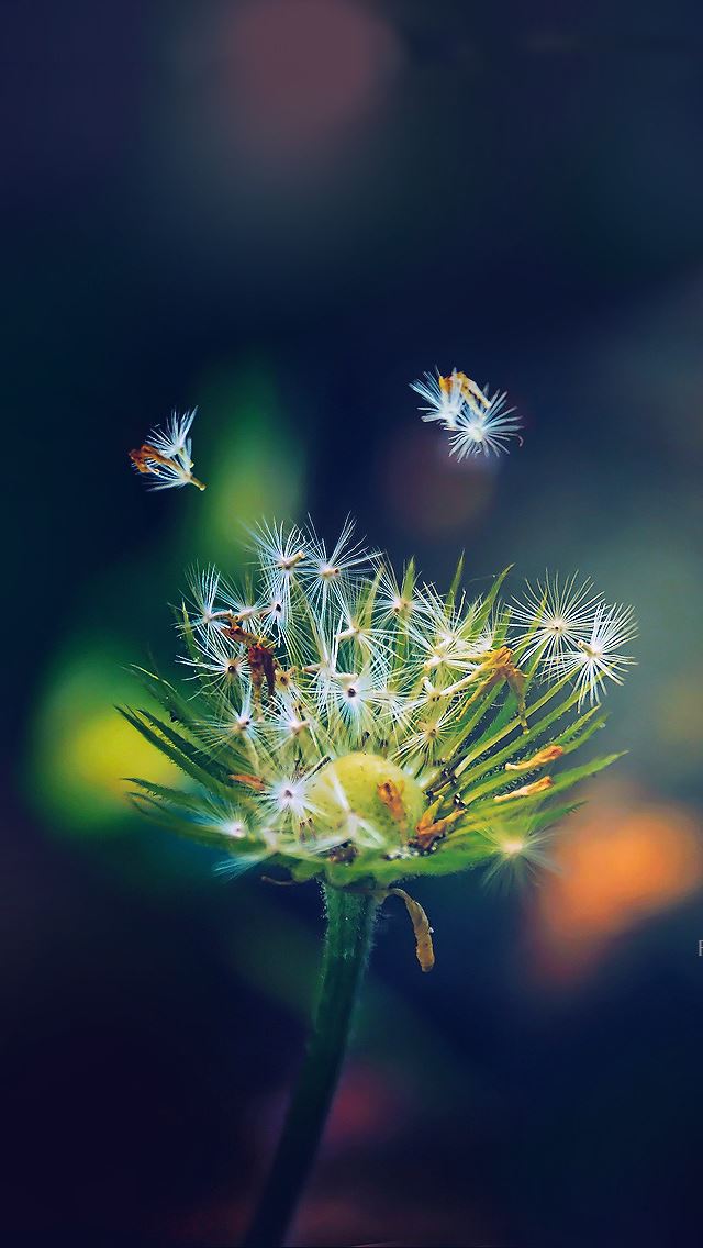 640x1136 falling - bokeh iPhone Wallpaper
