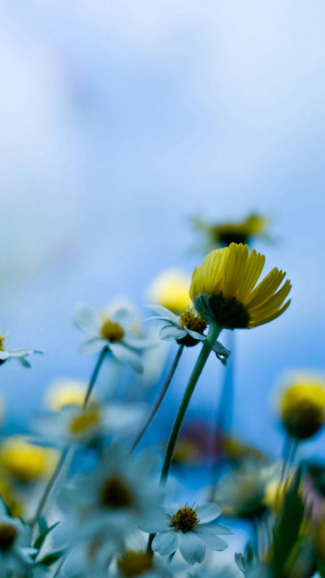 640x1136 Fresh daisies - fresh iPhone Wallpaper