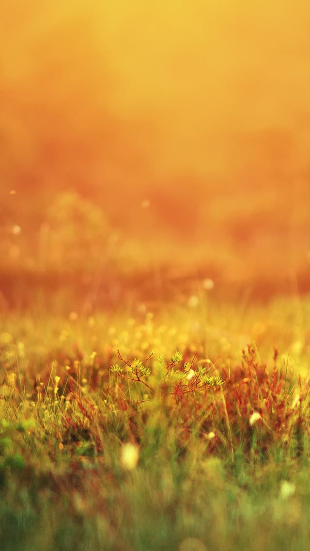 640x1136 Mystical sunshine nature -  iPhone Wallpaper