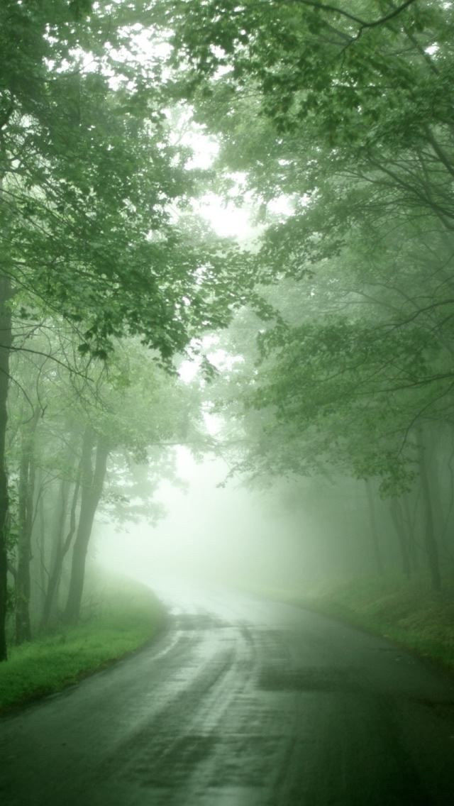 640x1136 Forest Mist - leaf iPhone Wallpaper