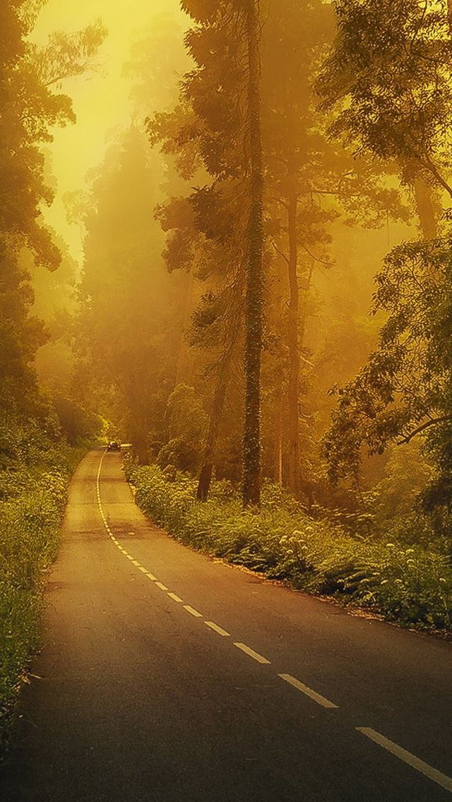 640x1136 Fog forest road - forest iPhone Wallpaper