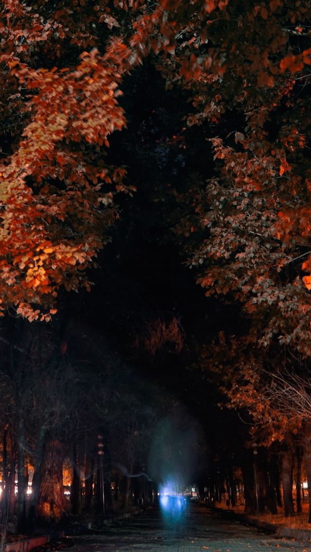 640x1136 Armenia Gyumri - tree iPhone Wallpaper