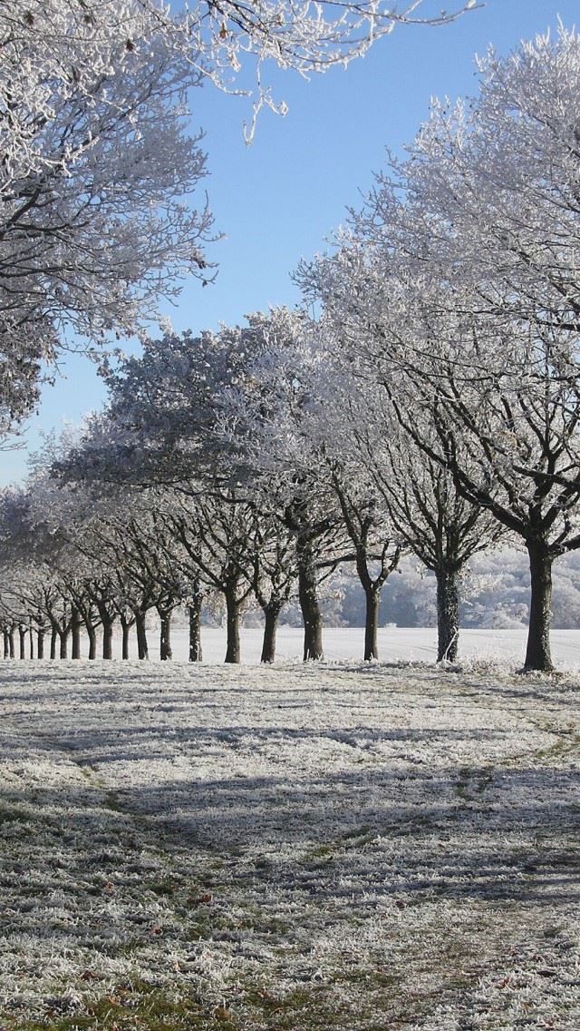 640x1136 Winter Alley - tree iPhone Wallpaper