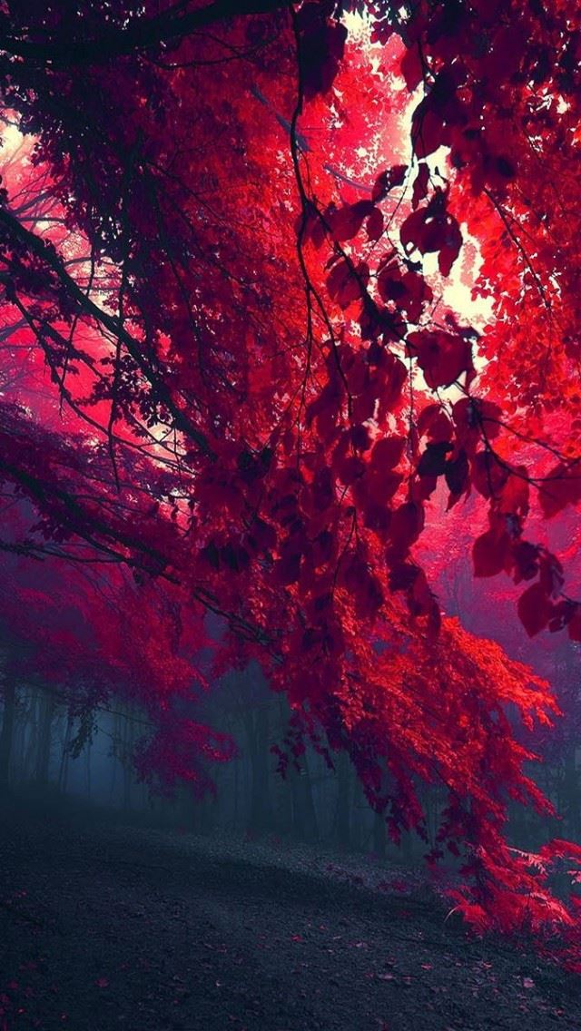 640x1136 Red Forest - forest iPhone Wallpaper