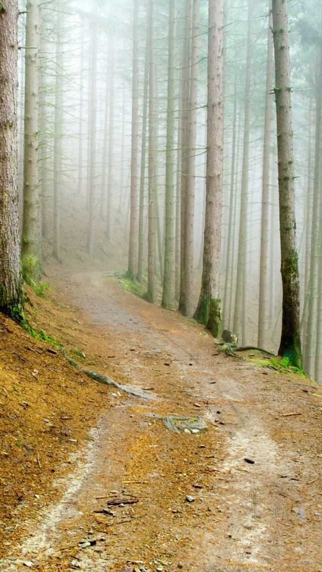 640x1136 Fog forest - road iPhone Wallpaper