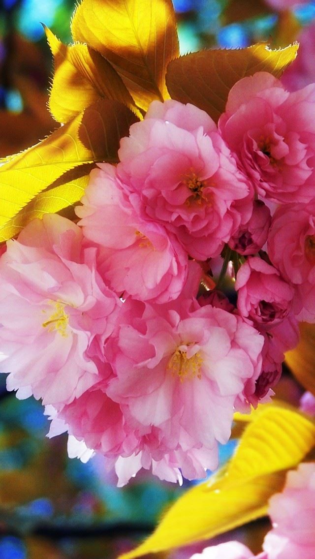 640x1136 Beautiful Flowers - beautiful iPhone Wallpaper