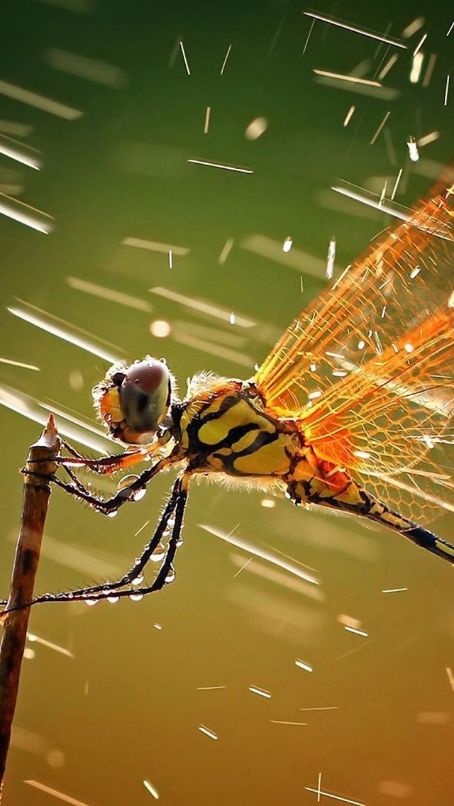 640x1136 Dragonfly -  iPhone Wallpaper