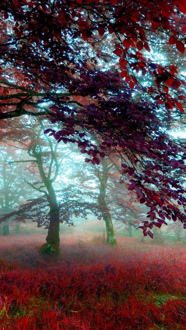 640x1136 Red Effect Autumn Forest - branch iPhone Wallpaper