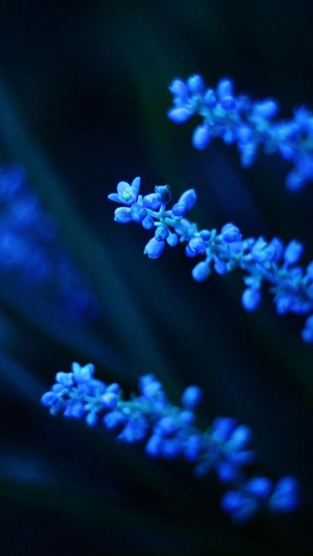 640x1136 Electric Blue Flower -  iPhone Wallpaper