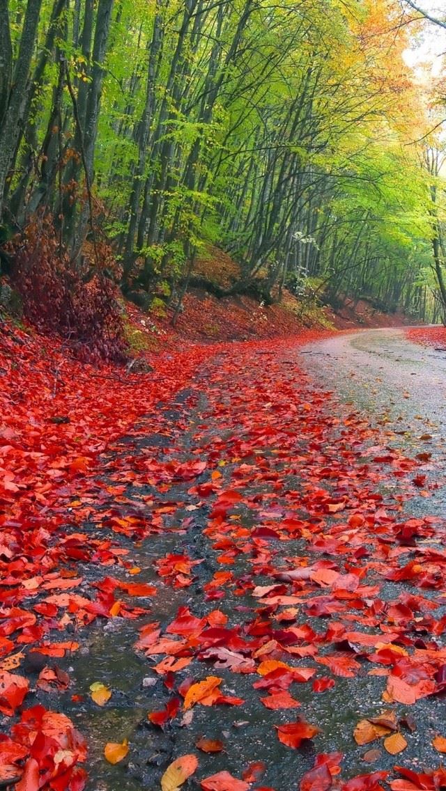 640x1136 Rainy Autumn Forest - road iPhone Wallpaper