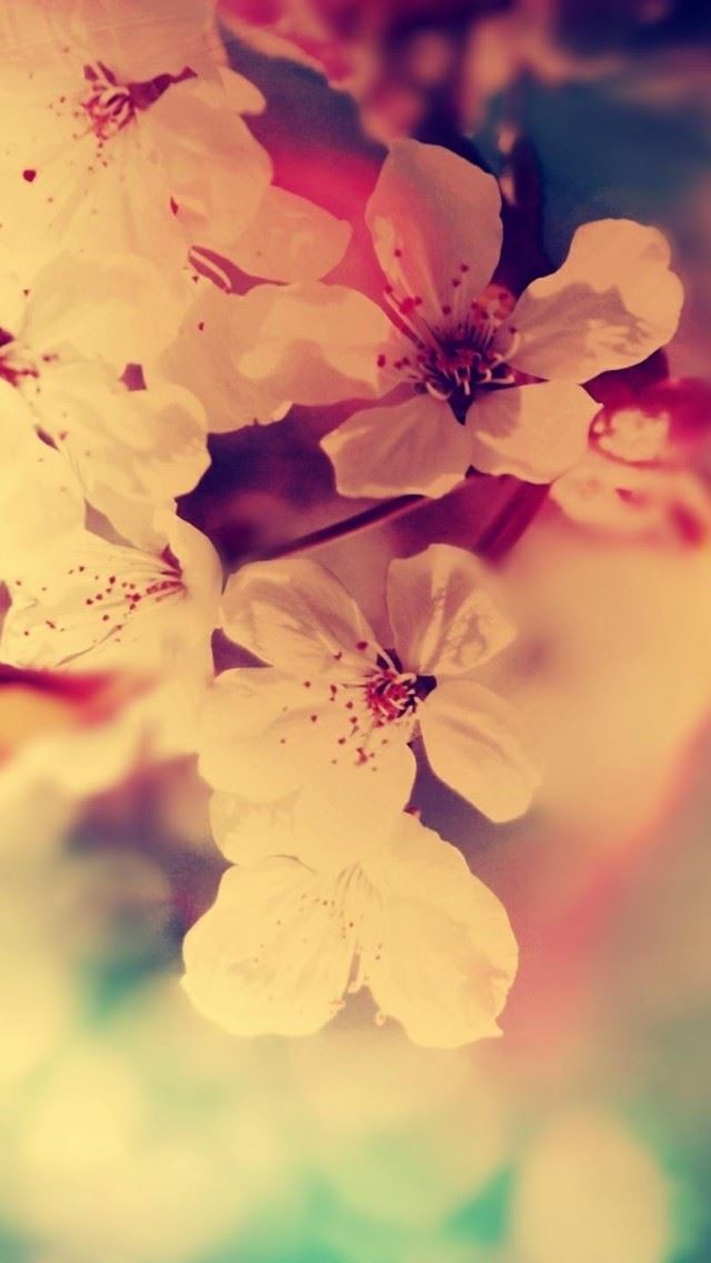 640x1136 Fuzzy Flowers Red White - sunshine iPhone Wallpaper
