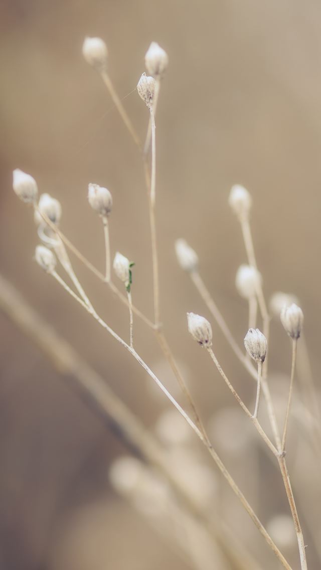640x1136 Autumns visage - flower iPhone Wallpaper