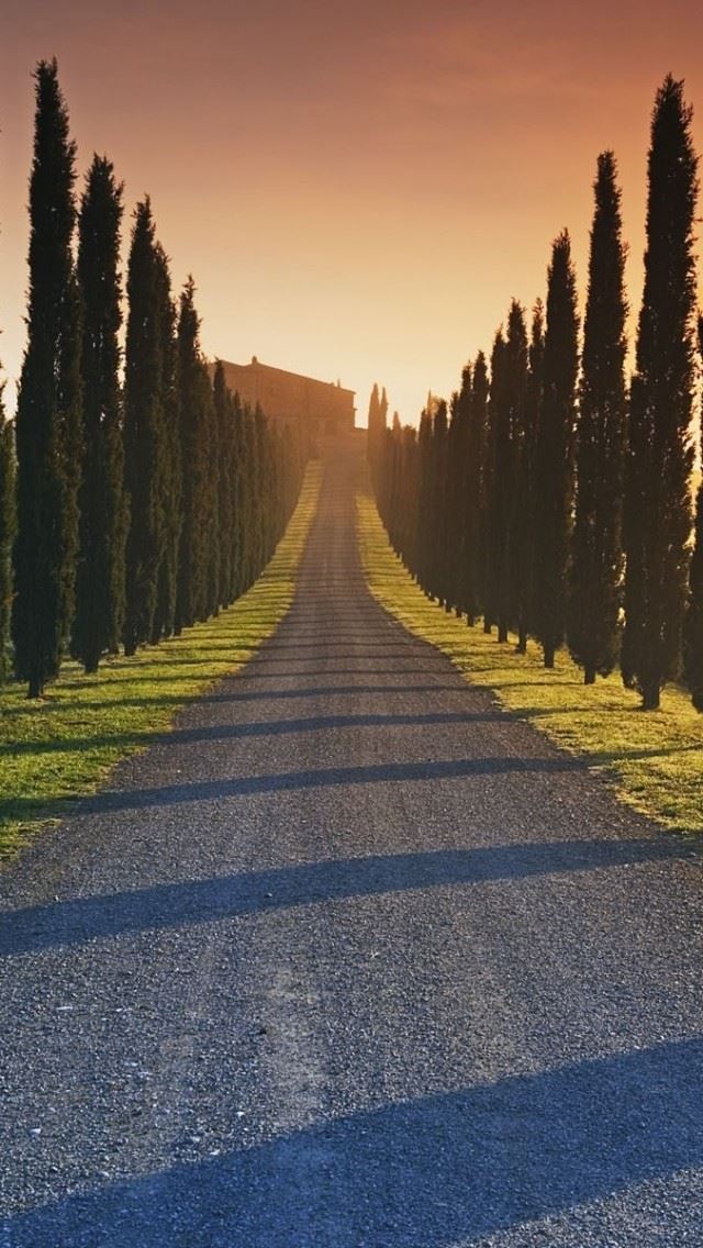 640x1136 Trees Italy Roads - tree iPhone Wallpaper