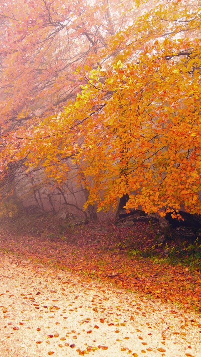640x1136 Foggy Autumn Morning - branch iPhone Wallpaper