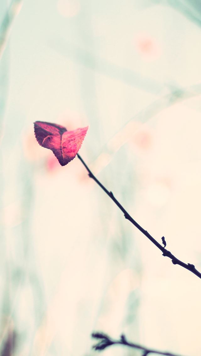640x1136 Leaf - autumn iPhone Wallpaper