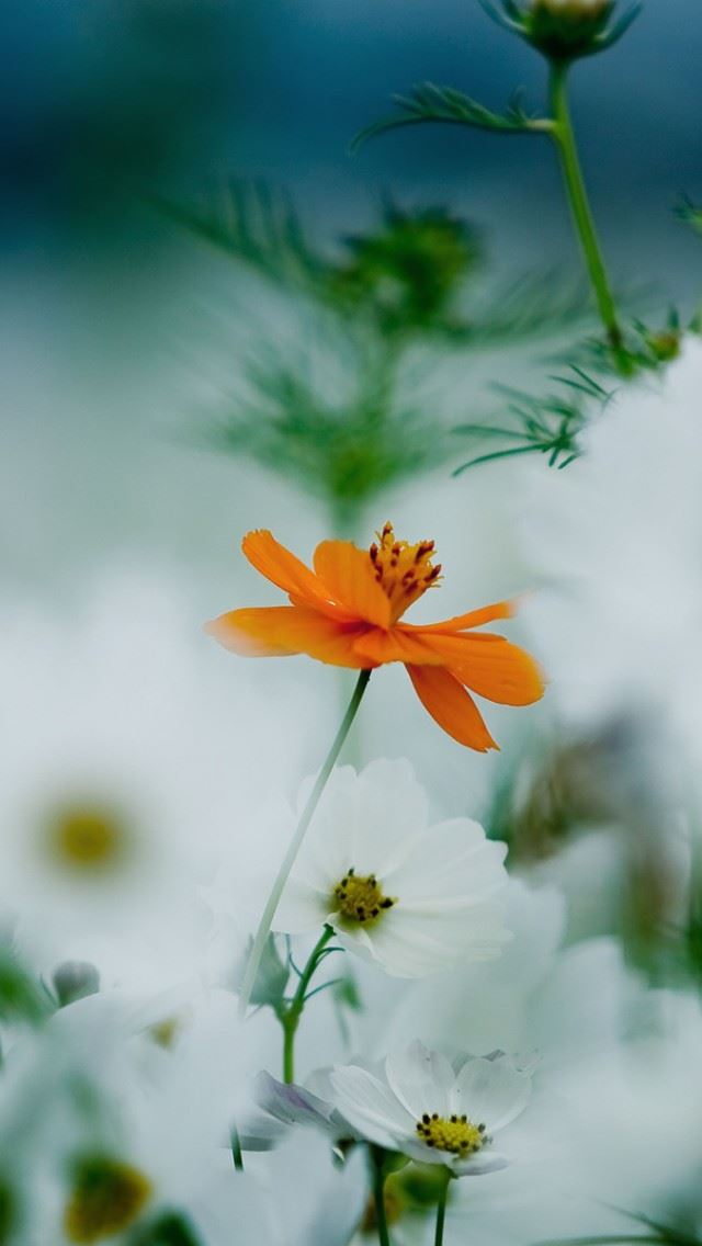 640x1136 Orange White Kosmeya Flowers - sunshine iPhone Wallpaper