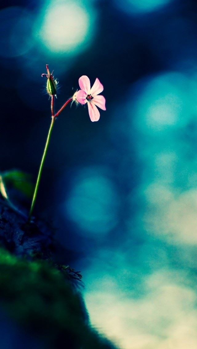 640x1136 Flowers Rocks Fuzzy Green -  iPhone Wallpaper