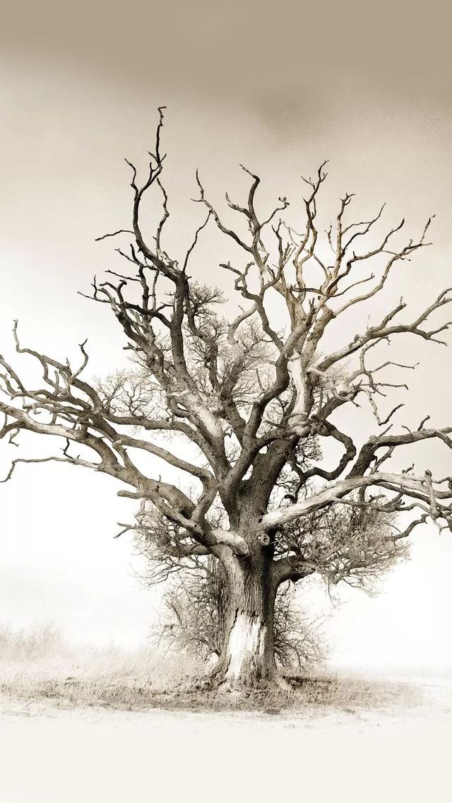 640x1136 Withered - withered iPhone Wallpaper