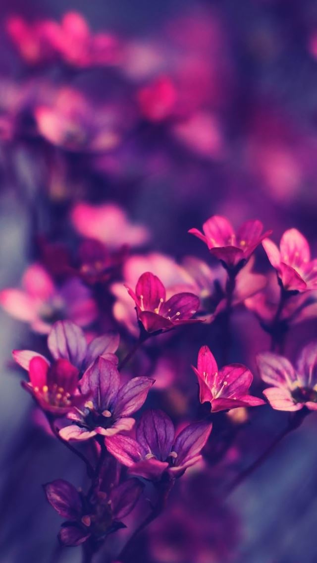 640x1136 Purple wildflowers - bokeh iPhone Wallpaper