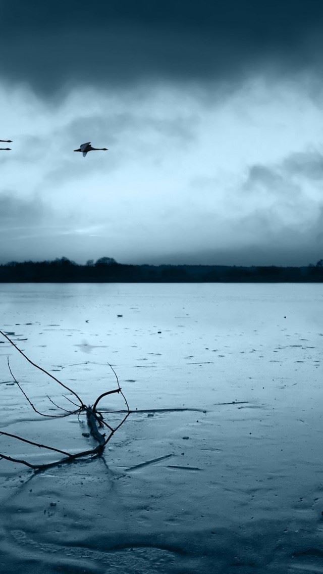 640x1136 Geese Flying -  iPhone Wallpaper