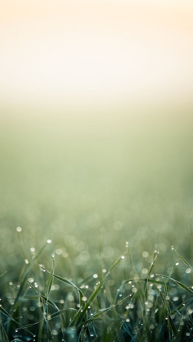 640x1136 Blurred minimalistic grass - minimalistic iPhone Wallpaper